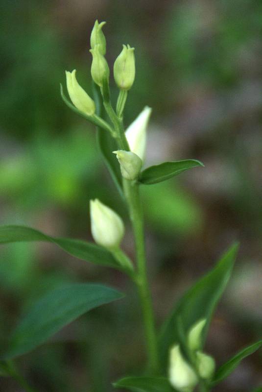 Unser Orchideenpark Bild Nr.099